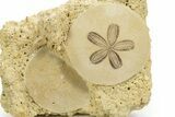 Two Fossil Sand Dollars (Scutella) - France #317756-1